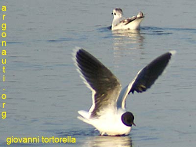 gabbianello larus