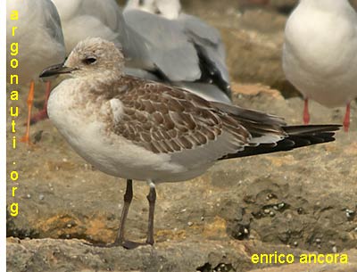 gabbiano corallino larus