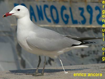 gabbiano corso larus