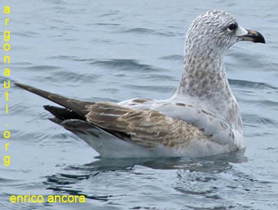 gabbiano corso larus