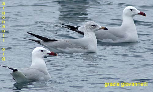 gabbiano corso larus