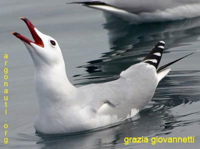 gabbiano corso larus