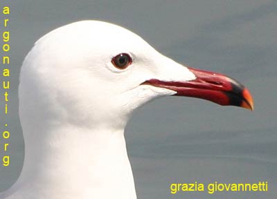 gabbiano corso larus