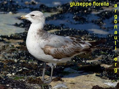 gabbiano corso larus