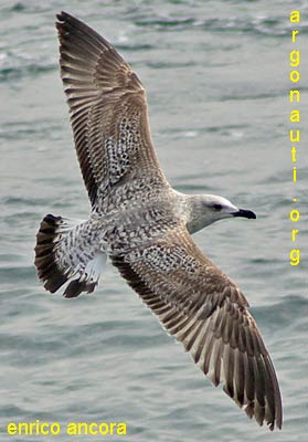 gabbiano reale larus