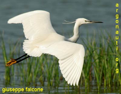 garzetta egretta