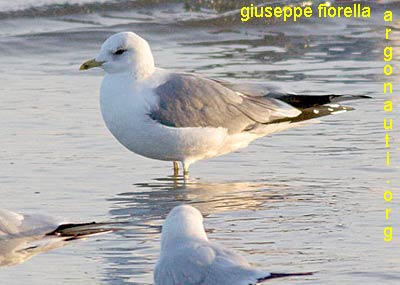 gavina larus