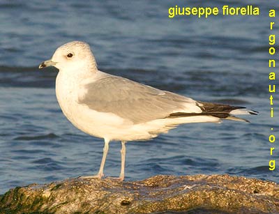 gavina larus