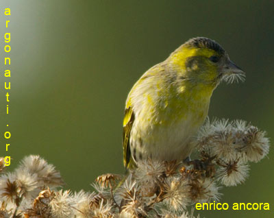 lucherino carduelis