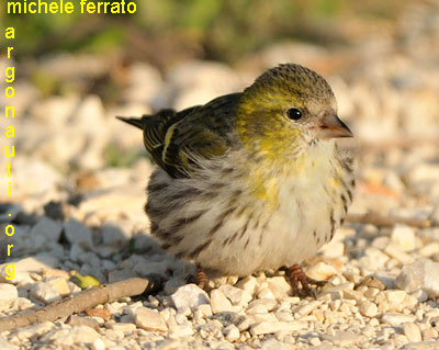 lucherino carduelis