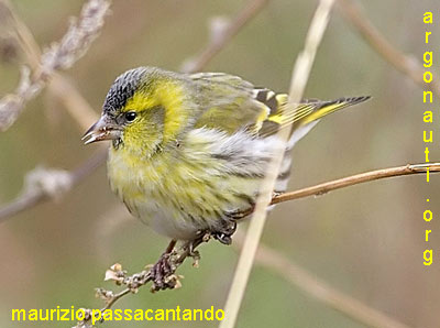 lucherino carduelis