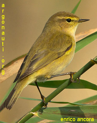 luì piccolo phylloscopus