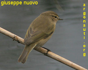 luì piccolo phylloscopus