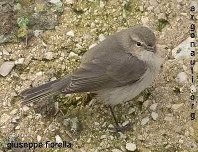 luì piccolo phylloscopus