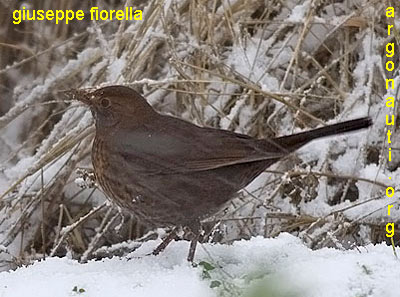 merlo turdus