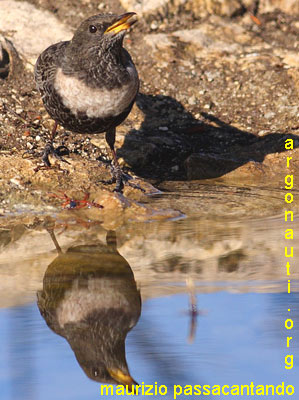 merlo dal collare turdus