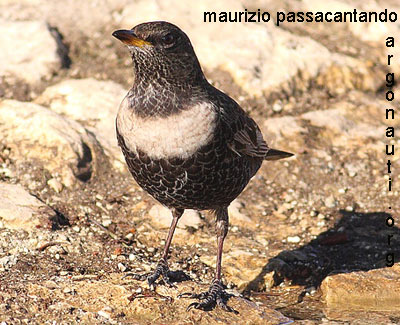 merlo dal collare turdus