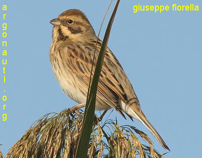 migliarino di palude emberiza