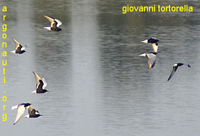 mignattino alibianche chlidonias