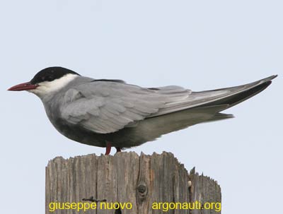 mignattino piombato Chlidonias