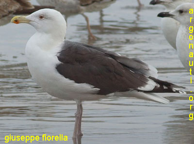 mugniaiaccio larus