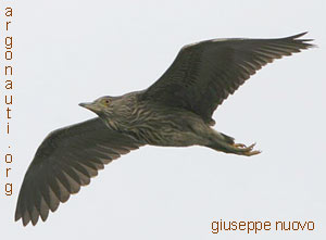 nitticora nycticorax