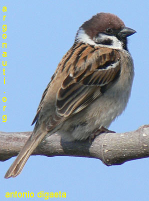 passera mattugia passer