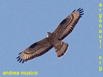 falco pecchiaiolo pernis