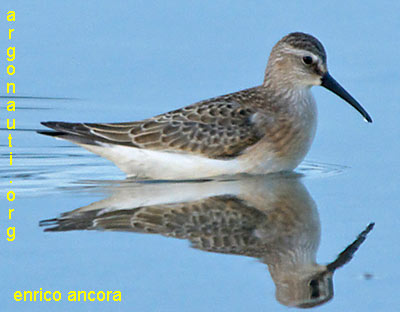 piovanello calidris