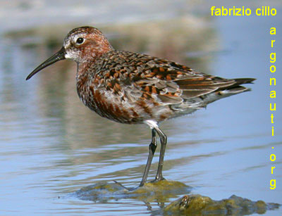 piovanello calidris