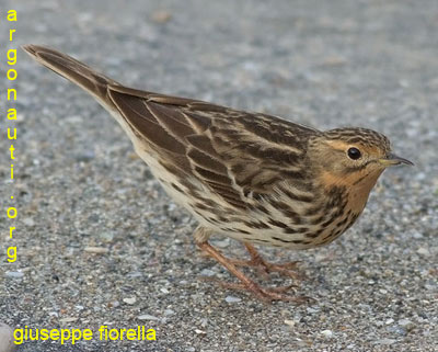 pispola golarossa anthus