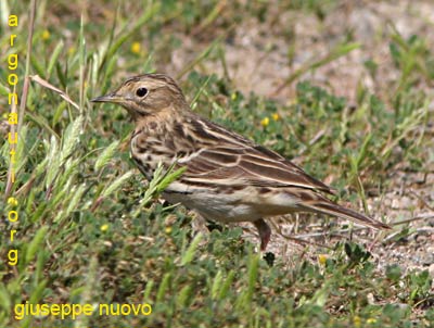 pispola golarossa Anthus