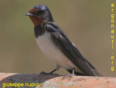 rondine Hirundo