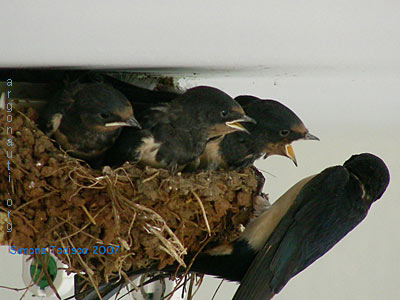 rondine hirundo