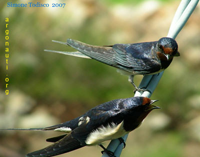 rondine hirundo