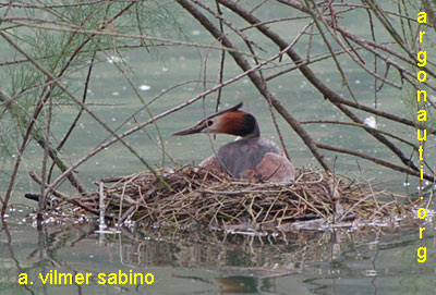 svasso maggiore podiceps