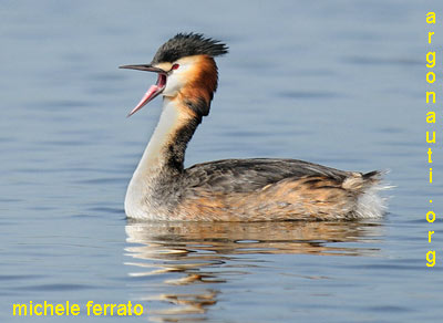 svasso maggiore podiceps