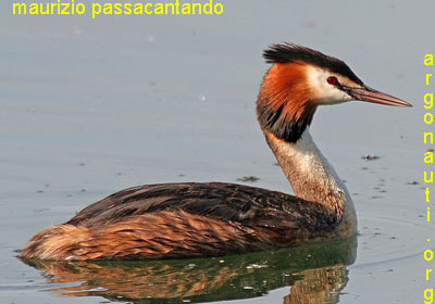 svasso maggiore podiceps