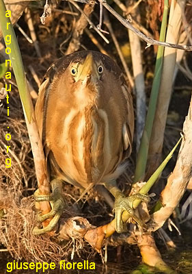 tarabusino ixobrychus