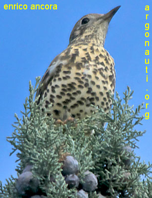 tordela turdus