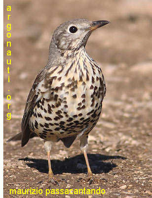 tordela turdus