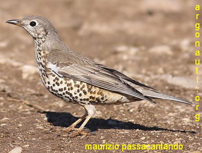 tordela turdus