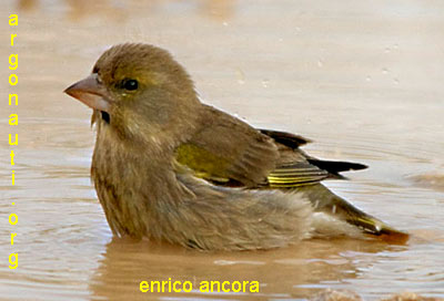 verdone carduelis