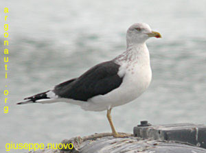 zafferano larus