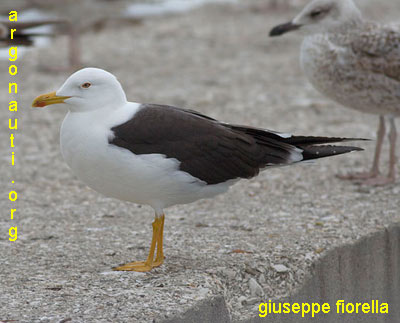 zafferano larus