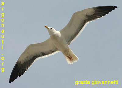 zafferano larus