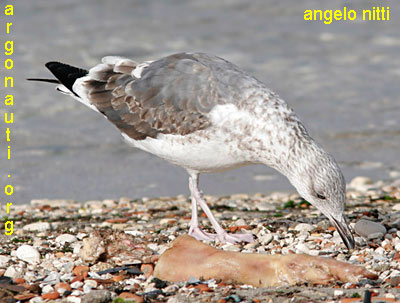 zafferano larus