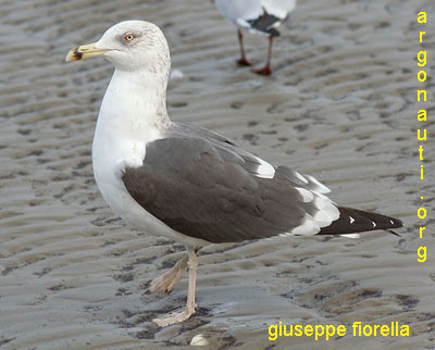 zafferano larus