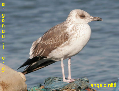 zafferano larus