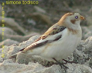 zigolo delle nevi plectophenax